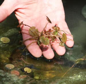Hydrocharis morsus-ranae  Froschbiss (europäischer) – Bild 5
