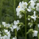 Polemonium caeruleum ´Alba` - Weiße Jakobsleiter, Himmelsleiter weiß