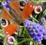 Muscari botryoides - Kleine Traubenhyazinthe (im Topf) – Bild 2