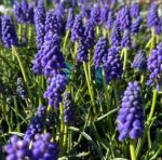 Muscari botryoides - Kleine Traubenhyazinthe (im Topf) – Bild 4