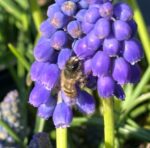 Muscari botryoides - Kleine Traubenhyazinthe (im Topf) – Bild 5