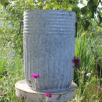 Tof Centranthus hoch