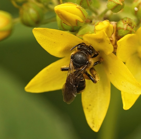 lysimachia1