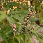 Vitex agnus-castus - Mönchspfeffer - Wildform – Bild 8