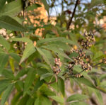 Vitex agnus-castus - Mönchspfeffer - Wildform – Bild 9