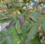 Vitex agnus-castus - Mönchspfeffer - Wildform – Bild 7