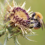 Carlina vulgaris - Golddistel