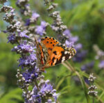 Vitex agnus-castus - Mönchspfeffer - Wildform – Bild 2