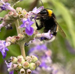 Vitex agnus-castus - Mönchspfeffer - Wildform – Bild 5