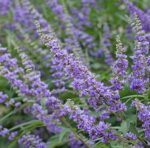 Vitex agnus-castus - Mönchspfeffer - Wildform