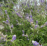 Vitex agnus-castus - Mönchspfeffer - Wildform – Bild 10