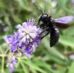 Vitex agnus-castus - Mönchspfeffer - Wildform – Bild 3