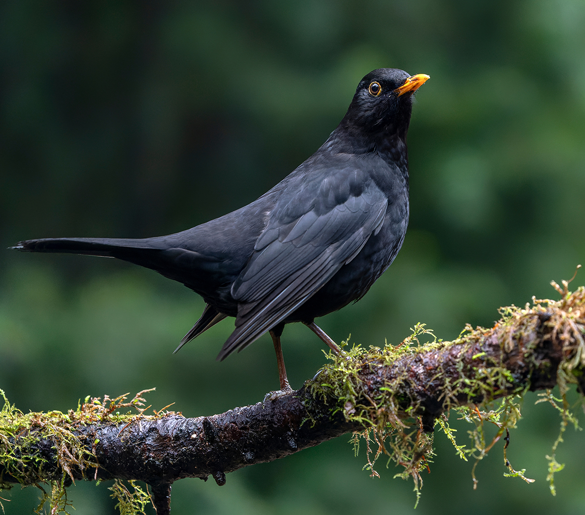 Amsel Leben und Verhalten