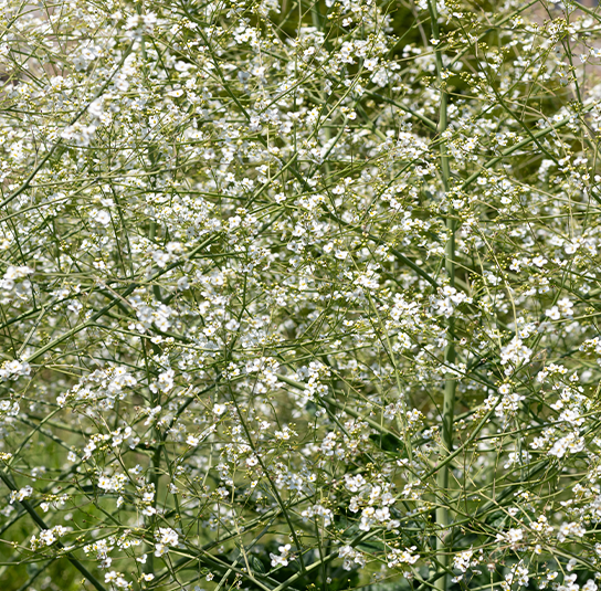Riesenschleierkraut