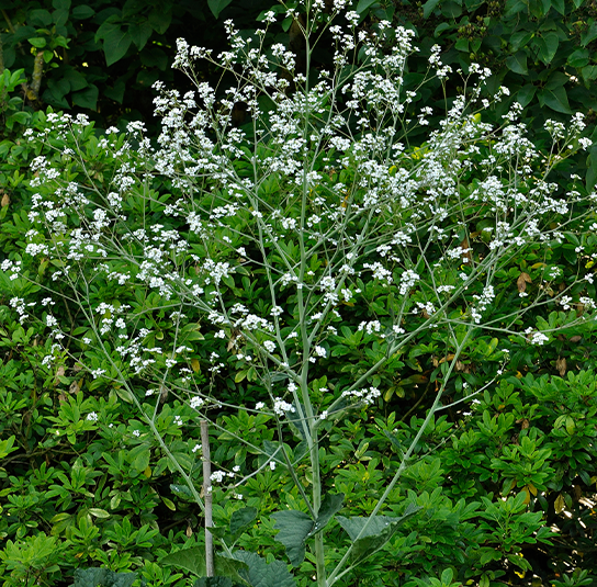 Riesenschleierkraut2