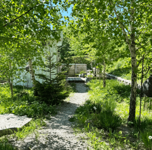 Betula pubescens - Heimische Moorbirke