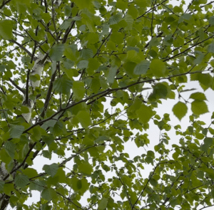 Betula pubescens - Heimische Moorbirke – Bild 3