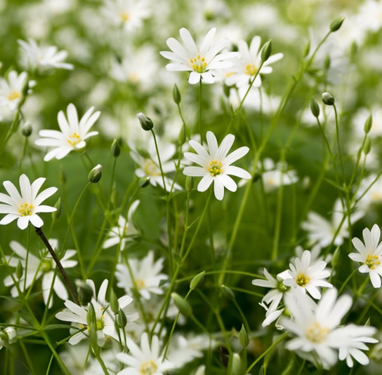 Stellaria