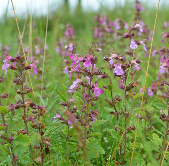 teucrium1-1