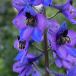 Heimischer Rittersporn Wildform (Delphinium eliator) Saatgut