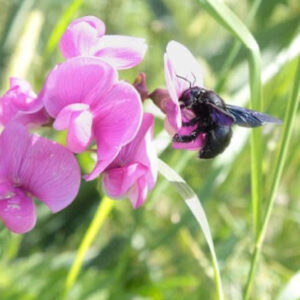 lathyrus sylvestris