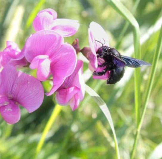lathyrus sylvestris