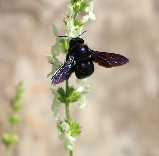 pflanzen_fuer_biene