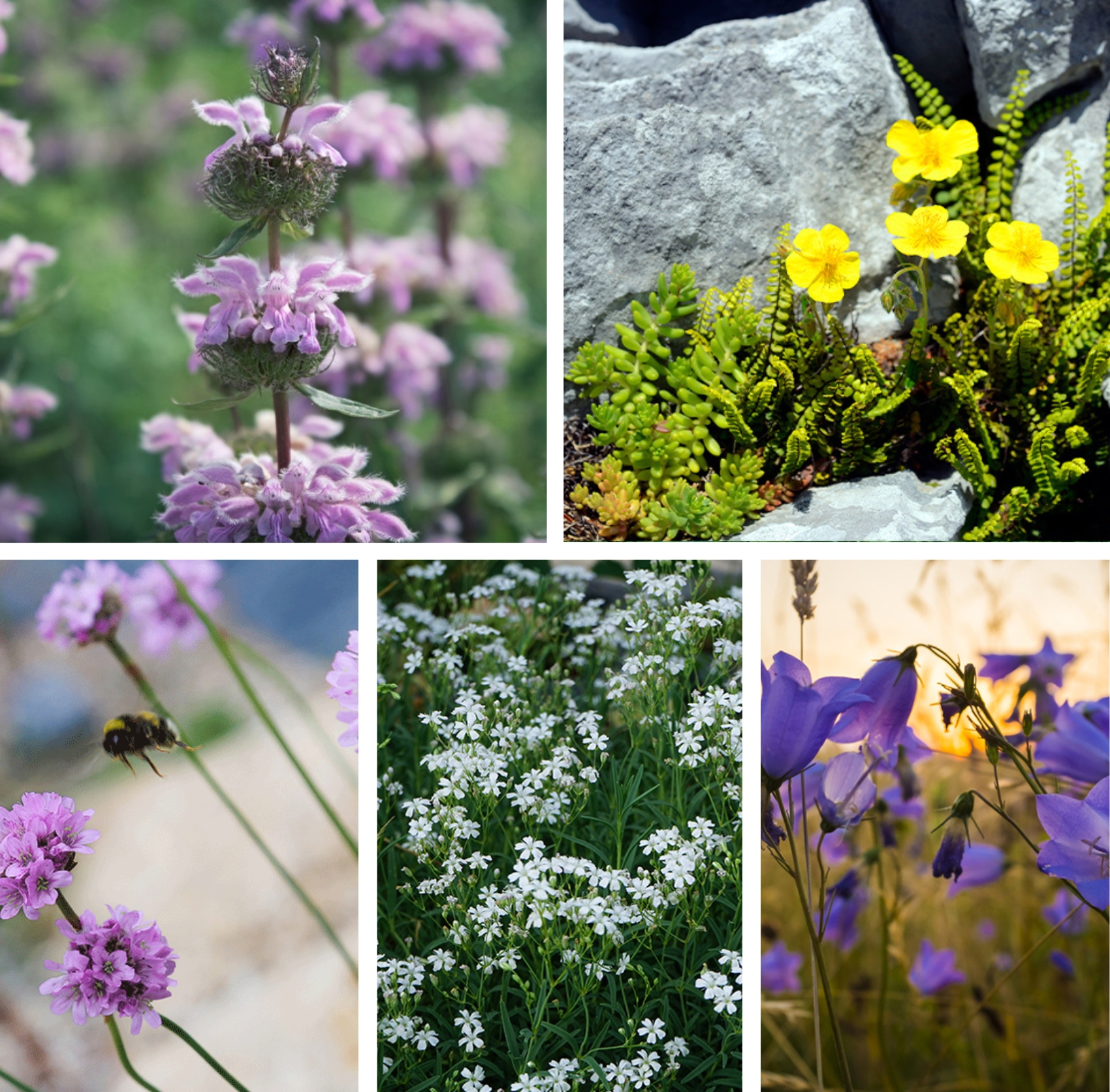 Belebungspaket Blumenwiese 2