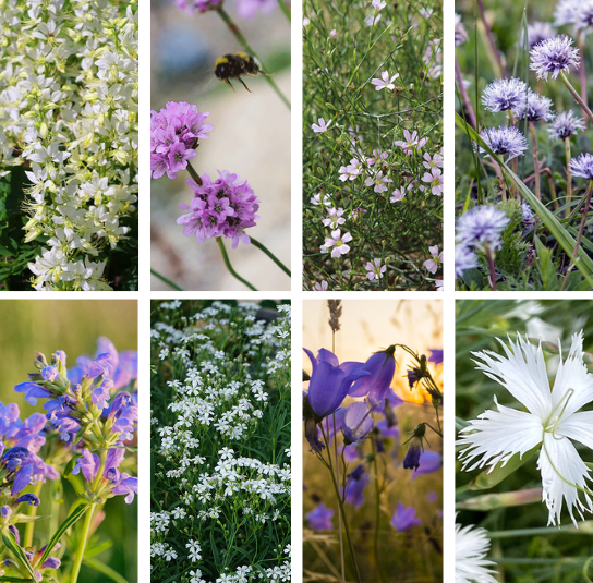 Belebungspaket Blumenwiese 2