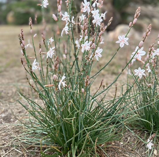 anthericum-1