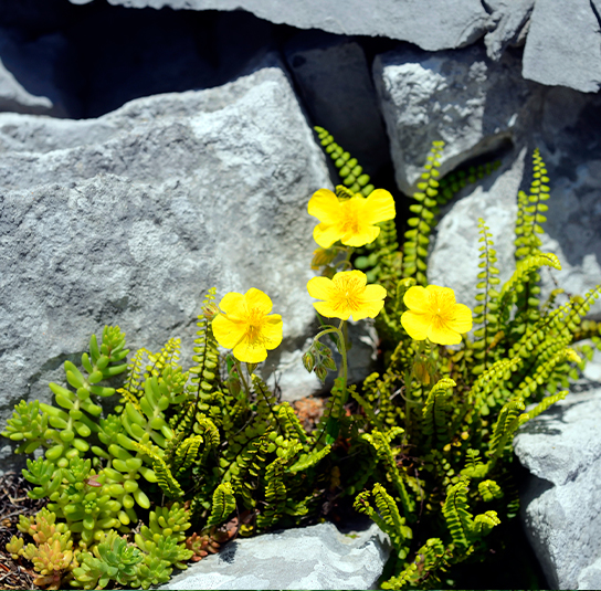 helianthemum