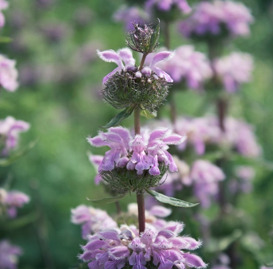 phlomis1 (1)