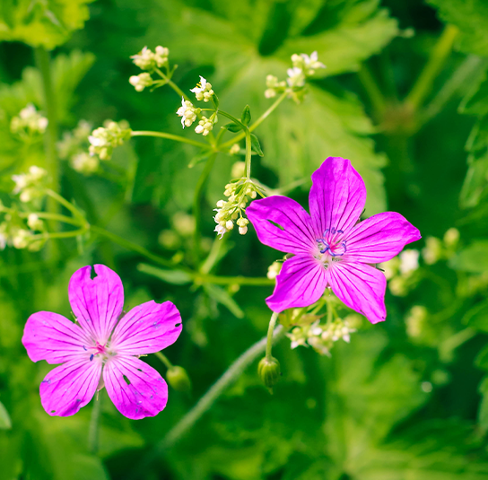 Sumpfstorchschnabel01