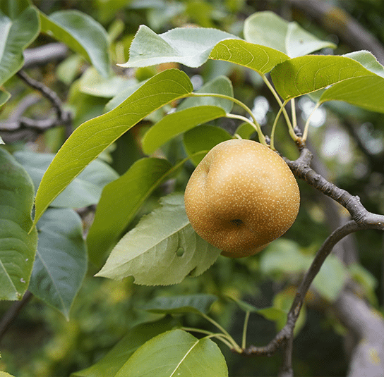 Nashi-Birne_Chojuro_-Pyrus_pyrifoliaChojuro