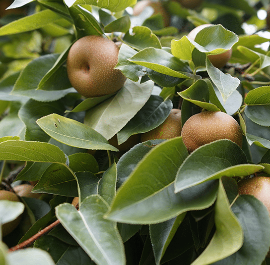 Nashi-Birne_Chojuro_-Pyrus_pyrifoliaChojuro3