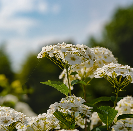 Weiße-Polster-Spiere---Spiraea-decumbens