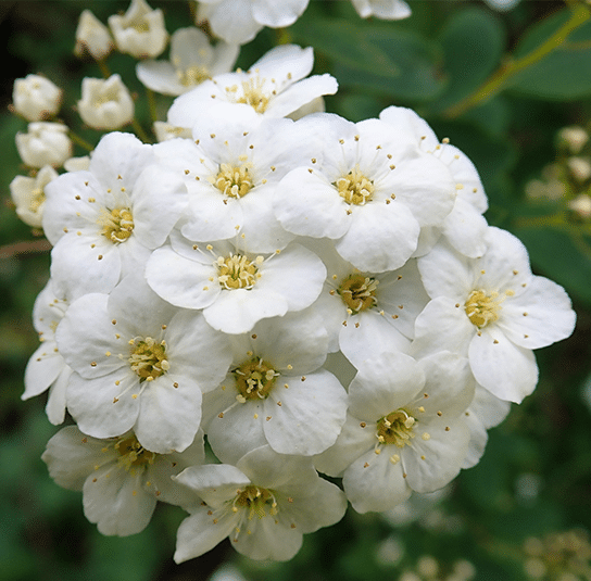 Weiße-Polster-Spiere---Spiraea-decumbens1