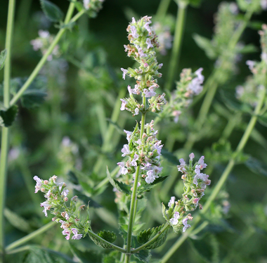 Melissa_officinalis2