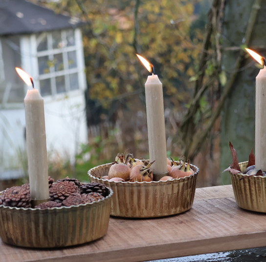 heleborus-gold-klein02