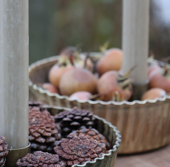 heleborus-gold-klein06