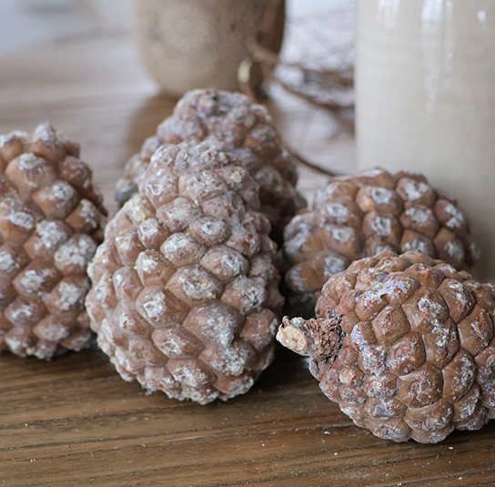 pinienzapfen_geschlossen