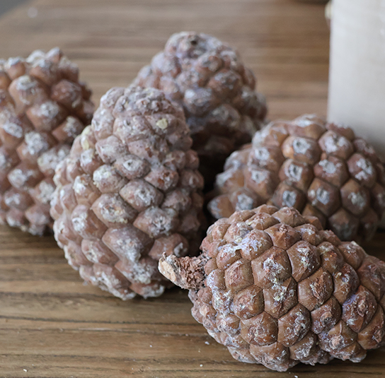 pinienzapfen_geschlossen3