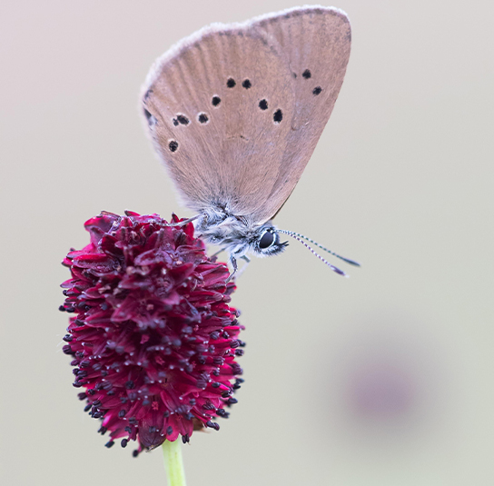 sanguisorba_officinalis11-1