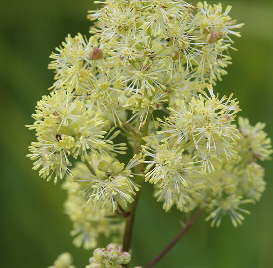 thalictrum