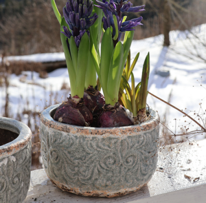 Übertopf Muscari groß – Bild 5