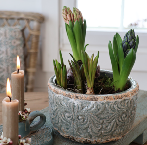 Übertopf Muscari groß
