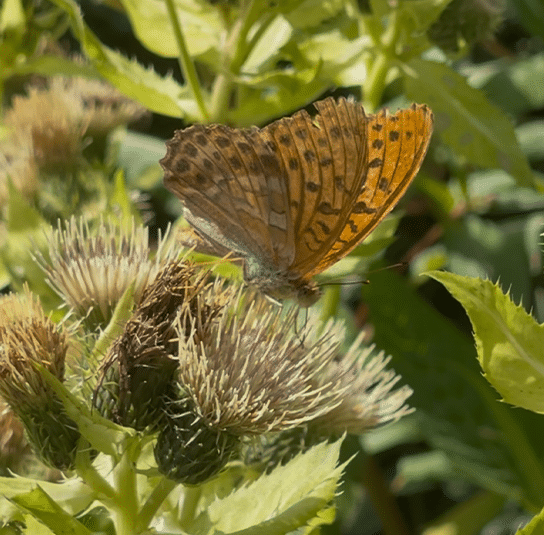 Kohldistel1