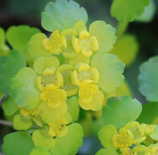 Chrysospleniumalternifolium