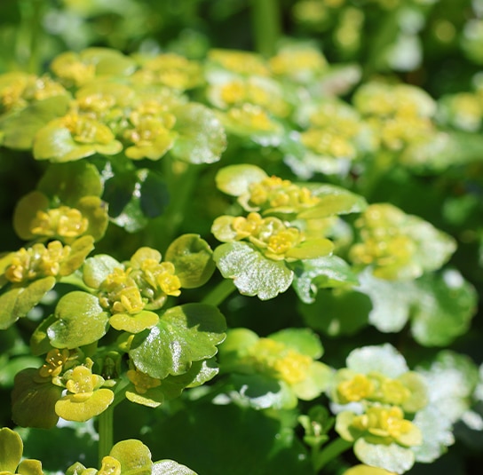 Chrysospleniumalternifolium10