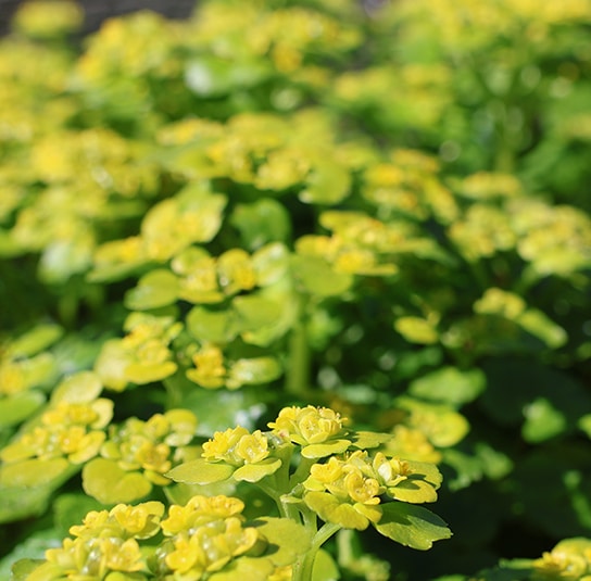 Chrysospleniumalternifolium11